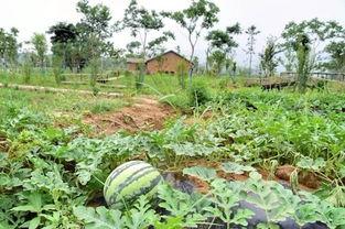 三瓜公社如何吃瓜,解锁夏日吃瓜新时尚